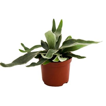 Platycerium veitchii