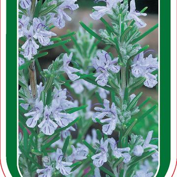 Rosmarinus officinalis 'Miss Jessopp's Upright'