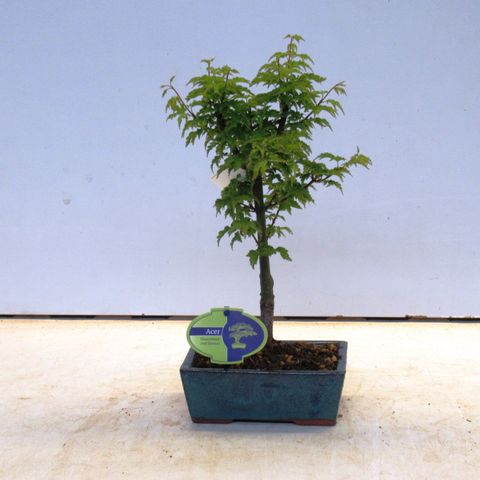 Acer palmatum 'Shishigashira'