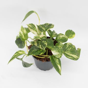 Epipremnum 'Churchill Gold'