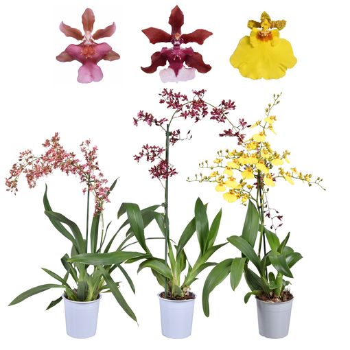 Oncidium MIX