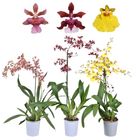 Oncidium MIX