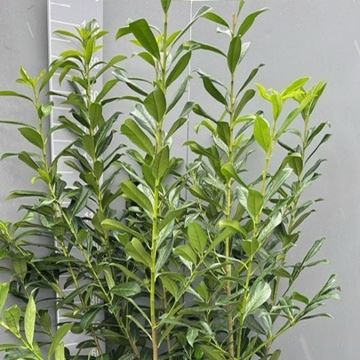 Prunus laurocerasus 'Caucasica'