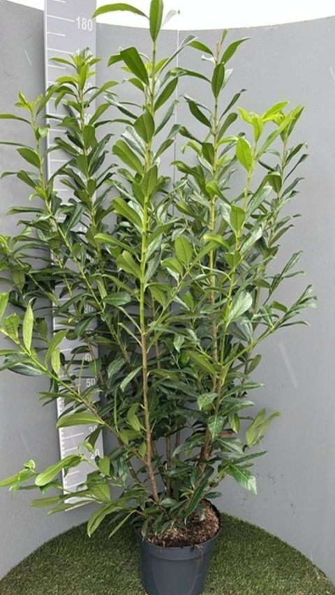 Prunus laurocerasus 'Caucasica'