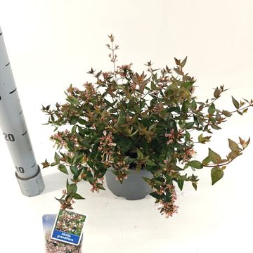 Abelia x grandiflora