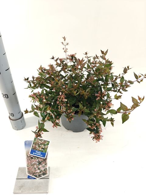 Abelia x grandiflora