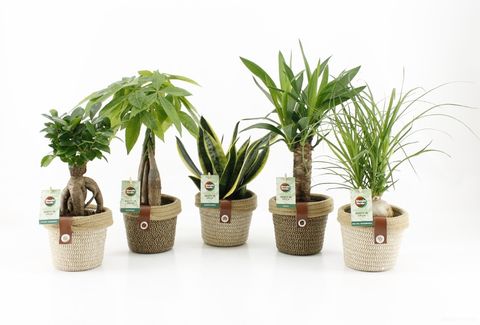 Houseplants MIX