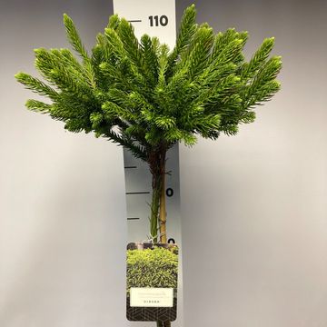 Cryptomeria japonica 'Dinger'