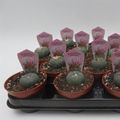 Lophophora williamsii