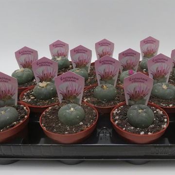 Lophophora williamsii
