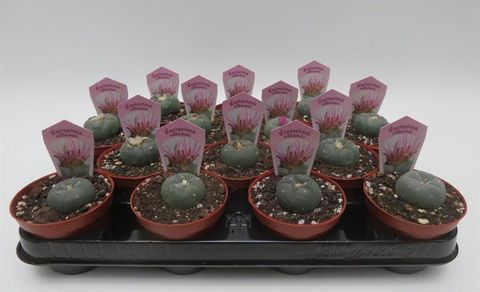 Lophophora williamsii