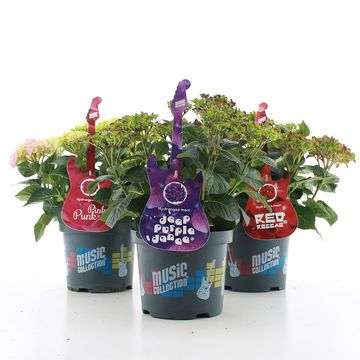 Hydrangea macrophylla MUSIC COLLECTION MIX
