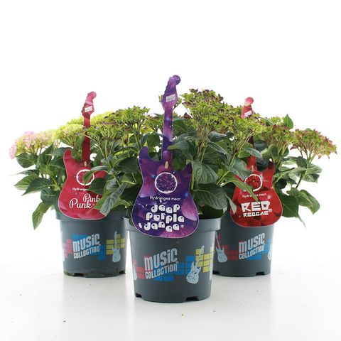 Hydrangea macrophylla MUSIC COLLECTION MIX