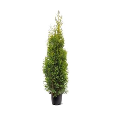 Thuja occidentalis 'King of Brabant'