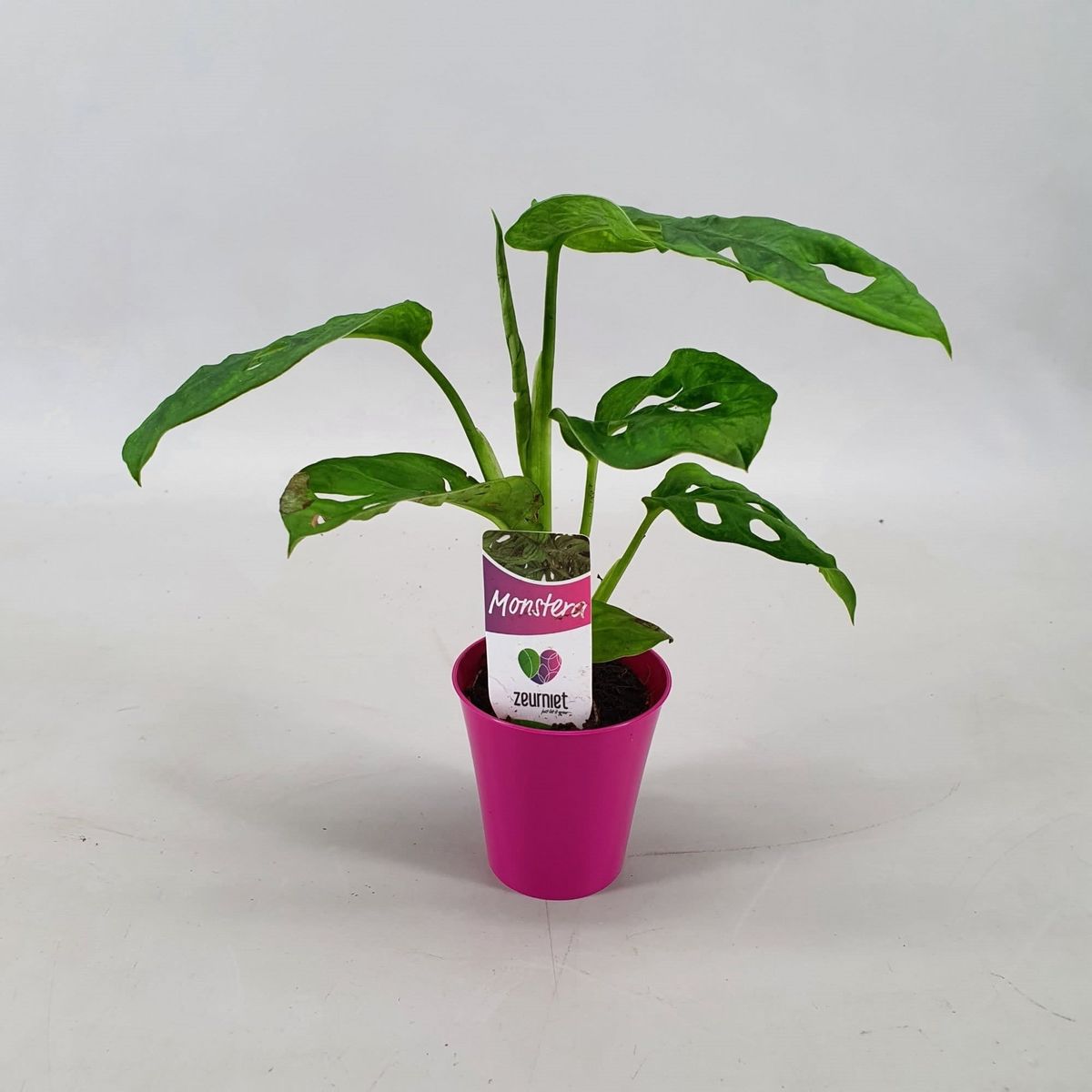 philodendron tricolor Philodendron Yellow Flame Variegated – Plantamani Plants main image 1