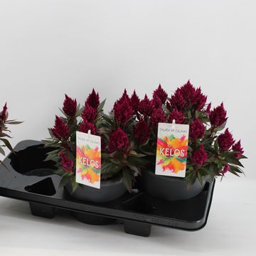 Celosia KELOS FIRE SCARLET