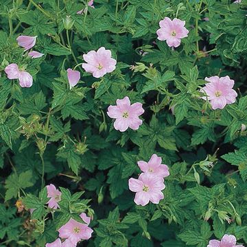 Geranium endressii