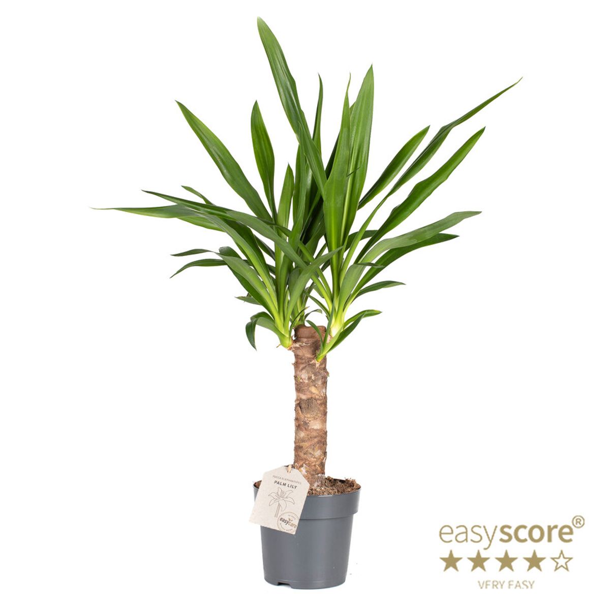 Yucca Elephantipes Leveransvaxter 1 main image 1
