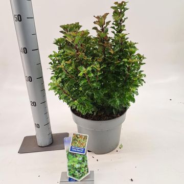 Ilex x meserveae LITTLE RASCAL