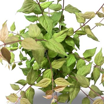 Kolkwitzia amabilis 'Pink Cloud'