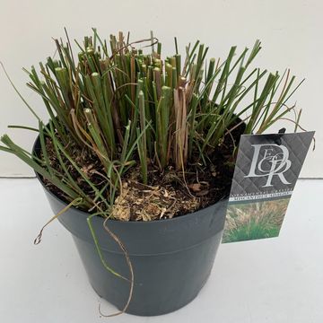 Miscanthus sinensis 'Adagio'