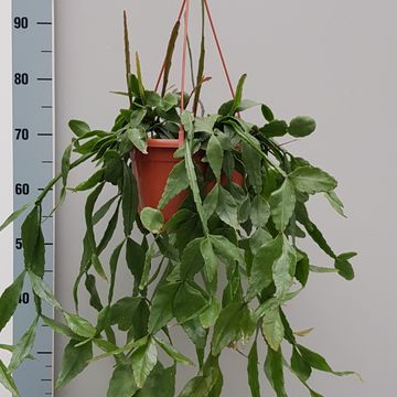 Rhipsalis elliptica