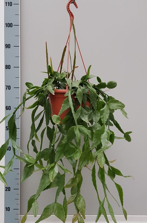 Rhipsalis elliptica