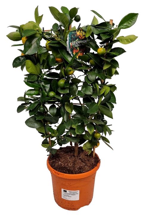 Citrus x microcarpa