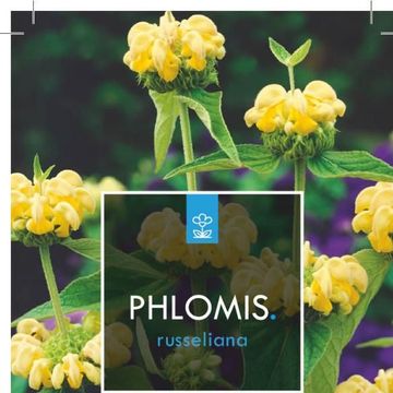 Phlomis russeliana