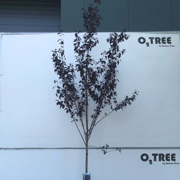 Prunus cerasifera 'Nigra'