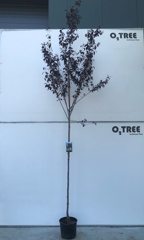Prunus cerasifera 'Nigra'