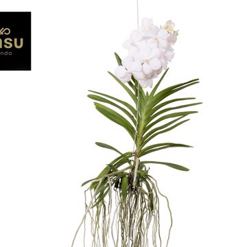 Vanda DIAMOND WHITE