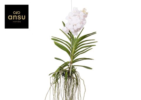 Vanda DIAMOND WHITE