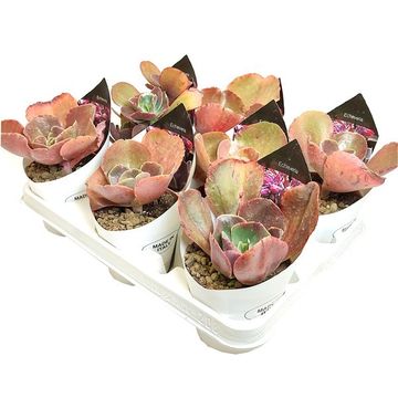 Echeveria gibbiflora 'Bittersweet'