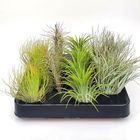 Tillandsia MIX