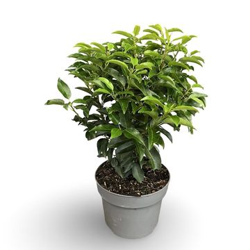 Prunus lusitanica 'Ангустифолия'