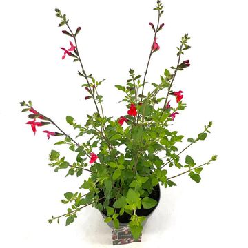 Salvia microphylla 'Hot Lips'