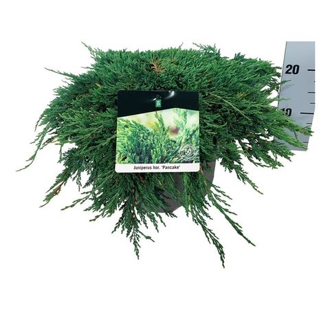Juniperus horizontalis 'Pancake'