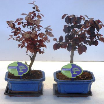 Лоропеталум chinense rubrum