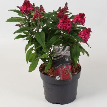 Buddleja davidii BUTTERFLY CANDY LITTLE RUBY
