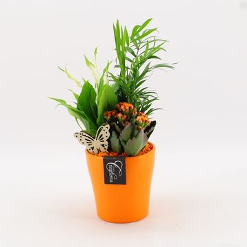 Järjestelyt Houseplants