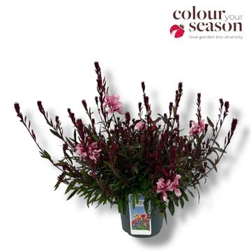 Gaura lindheimeri GAUDI ROSE