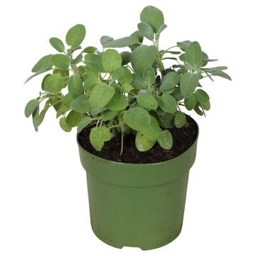 Salvia officinalis 'Culinaria'