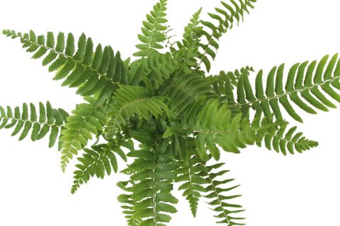 Polystichum munitum