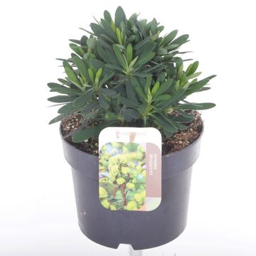 Euphorbia x martini 'Ascot Petite'