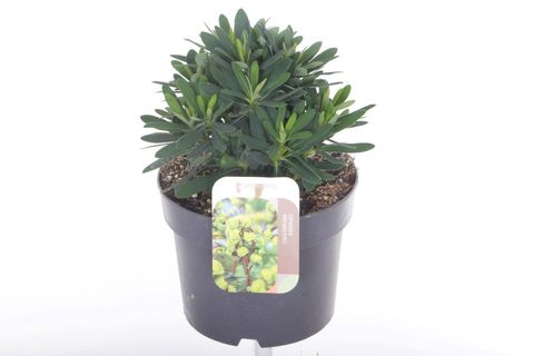 Euphorbia x martini 'Ascot Petite'