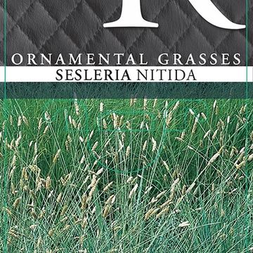 Sesleria nitida