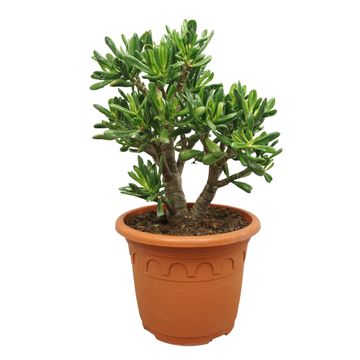 Crassula ovata 'Horn Tree'