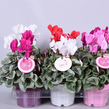 Cyclamen persicum SUPER SERIE REMBRANDT MIX