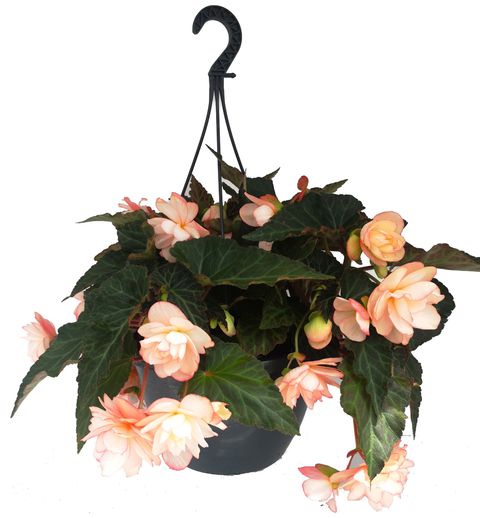 Begonia I'CONIA MISS MONTREAL